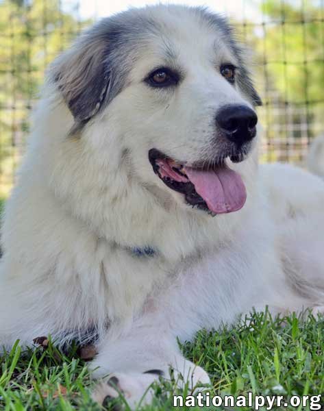 FOSTERS NEEDED! - Great Pyrenees available for adoption