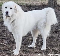 Fosters Needed! - Photo 3