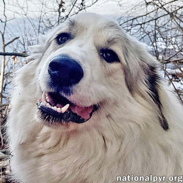 Hope in MA - Loves Toys & Belly Rubs! Image