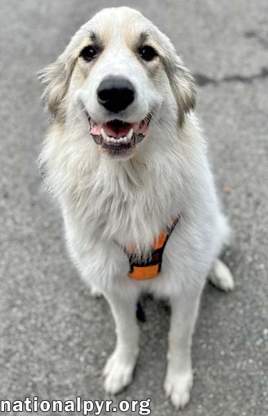 HOPE IN MA - LOVES TOYS & BELLY RUBS! - Great Pyrenees available for adoption