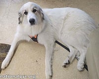 Hope in MA - Loves Toys & Belly Rubs! - Photo 3