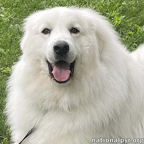 CASPER IN CT - ADORES CUDDLES & CHEESE! - Great Pyrenees available for adoption