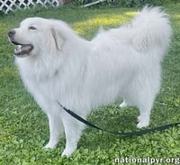 Casper in CT - Adores Cuddles & Cheese! - Photo 2