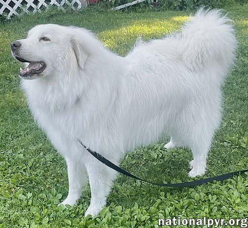 CASPER IN CT - ADORES CUDDLES & CHEESE! - Great Pyrenees available for adoption