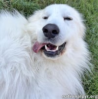 Casper in CT - Adores Cuddles & Cheese! - Photo 3
