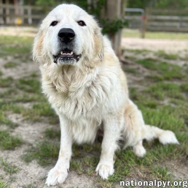 Precious in GA - Loving & Gentle Lady! Image