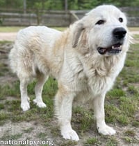 Precious in GA - Loving & Gentle Lady! - Photo 2