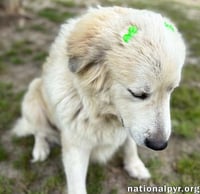 Precious in GA - Loving & Gentle Lady! - Photo 3