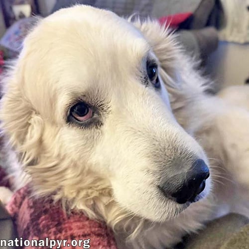 RUTH IN OH - ALWAYS ASKING FOR MORE PETS! - Great Pyrenees available for adoption