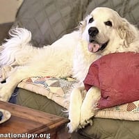 Ruth in OH - Always Asking For More Pets! - Photo 1