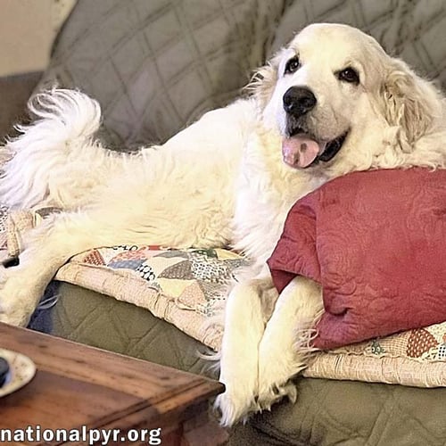 RUTH IN OH - ALWAYS ASKING FOR MORE PETS! - Great Pyrenees available for adoption