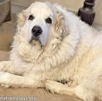 Ruth in OH - Always Asking For More Pets! - Photo 3