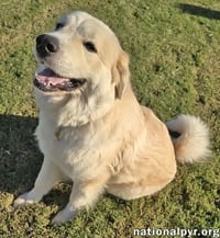 Merida in SC - Sweet & Playful! - Photo 2