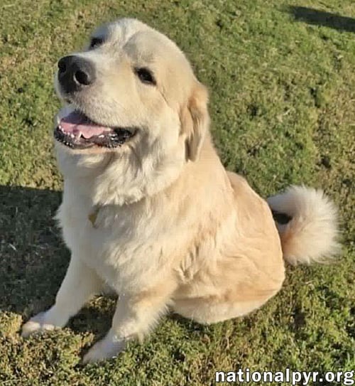 MERIDA IN SC - SWEET & PLAYFUL! - Great Pyrenees available for adoption