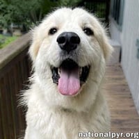 Merida in GA - Sweet & Playful! - Photo 1