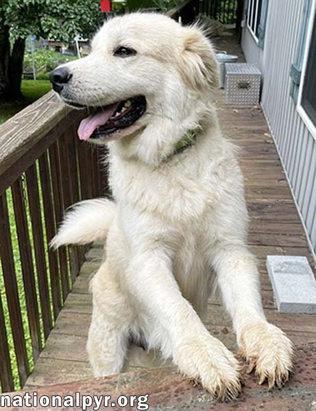 MERIDA IN GA - SWEET & PLAYFUL! - Great Pyrenees available for adoption
