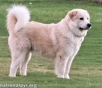 Merida in SC - Sweet & Playful! - Photo 3