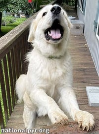 Merida in GA - Sweet & Playful! - Photo 3