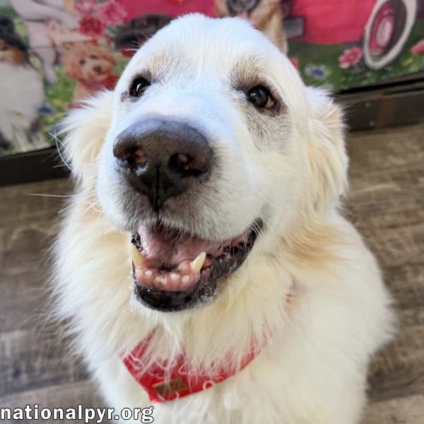 QUESO IN OH - LOVING & GENTLE! - Great Pyrenees available for adoption