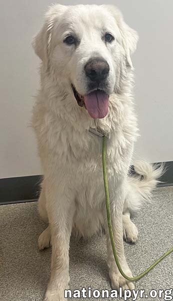 QUESO IN OH - LOVING & GENTLE! - Great Pyrenees available for adoption