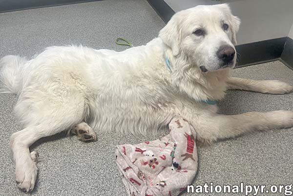 Queso in OH - Loving & Gentle! - Photo 3