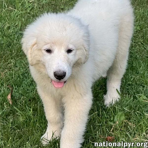 Marshmallow in OH - Loves To Play In The Water! Image