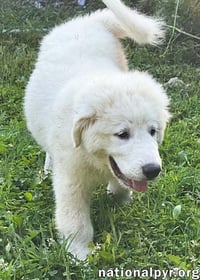 Marshmallow in OH - Loves To Play In The Water! - Photo 3