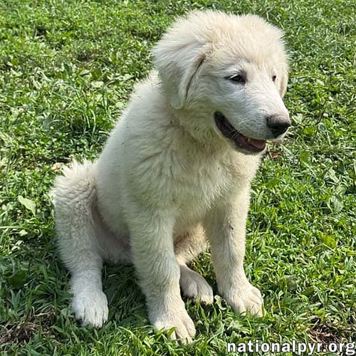 MARSHMALLOW IN OH - LOVES TO PLAY IN THE WATER! - Great Pyrenees available for adoption