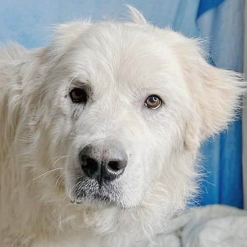 HARRISON IN AL - EXTREMELY LAID-BACK! - Great Pyrenees available for adoption