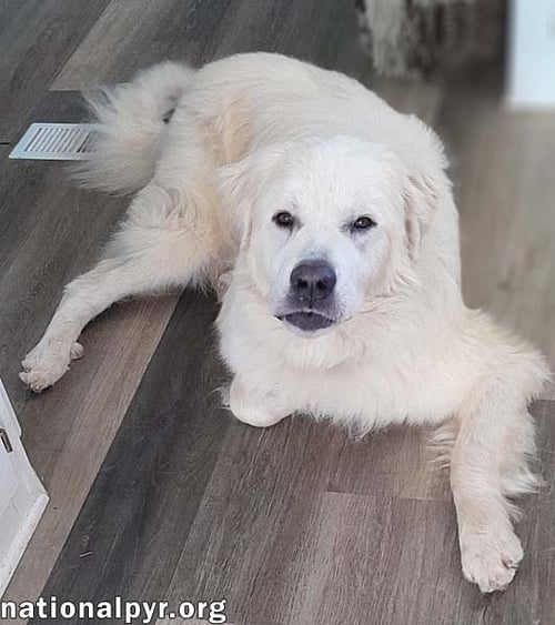 HARRISON IN AL - EXTREMELY LAID-BACK! - Great Pyrenees available for adoption