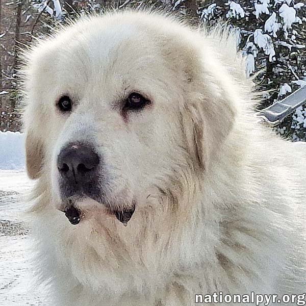 MAX IN CT - EAGER-TO-PLEASE CUDDLE BUG! - Great Pyrenees available for adoption