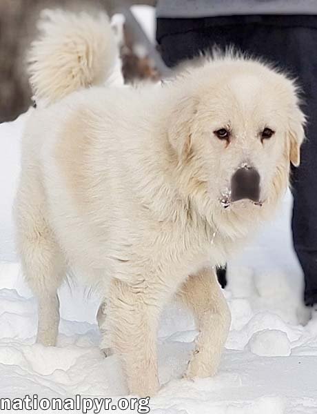MAX IN CT - EAGER-TO-PLEASE CUDDLE BUG! - Great Pyrenees available for adoption