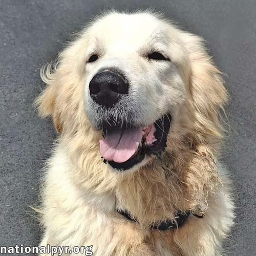 MAX IN NY - EAGER-TO-PLEASE CUDDLE BUG! - Great Pyrenees available for adoption