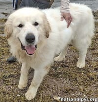 Max in NY - Eager-To-Please Cuddle Bug! - Photo 2