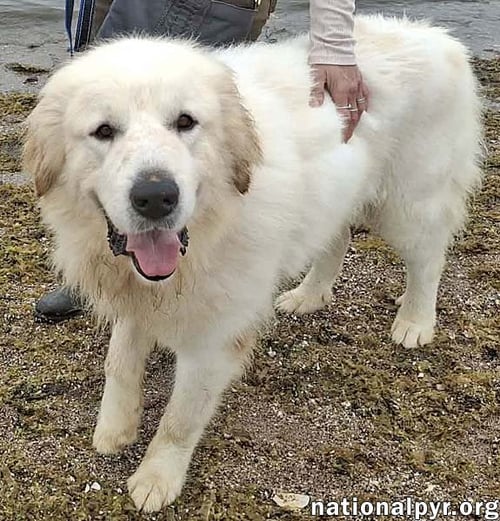 MAX IN NY - EAGER-TO-PLEASE CUDDLE BUG! - Great Pyrenees available for adoption