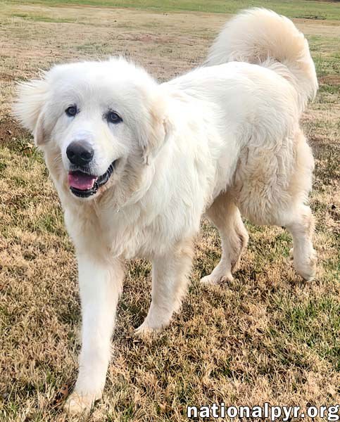 BARNEY IN KY - THE KING OF PLAY WITH OTHER DOGS! - Great Pyrenees available for adoption