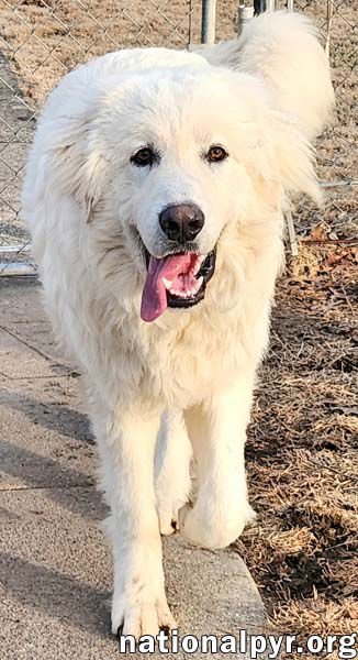 Barney in KY - The King Of Play With Other Dogs! - Photo 3