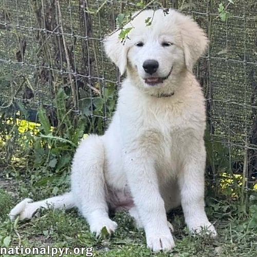 IDUNA IN OH - INCREDIBLY ATTENTIVE! - Great Pyrenees available for adoption