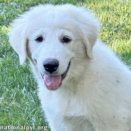 IDUNA IN OH - INCREDIBLY ATTENTIVE! - Great Pyrenees available for adoption