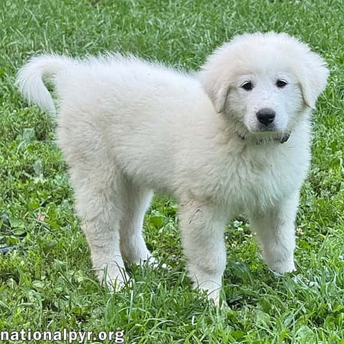 IDUNA IN OH - INCREDIBLY ATTENTIVE! - Great Pyrenees available for adoption