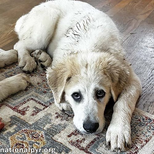 BILL IN VA - LOVES PLAYING IN THE WATER! - Great Pyrenees available for adoption