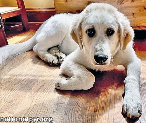 BILL IN VA - LOVES PLAYING IN THE WATER! - Great Pyrenees available for adoption