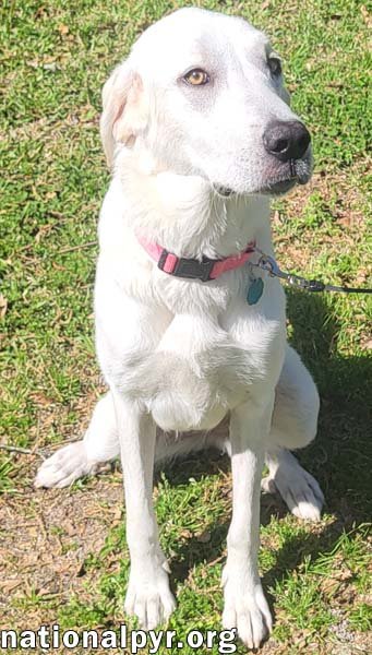 LADY IN LA - SWEET, SASSY & PLAYFUL! - Great Pyrenees available for adoption