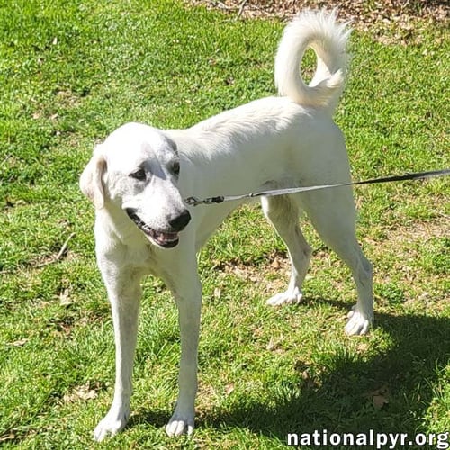LADY IN LA - SWEET, SASSY & PLAYFUL! - Great Pyrenees available for adoption