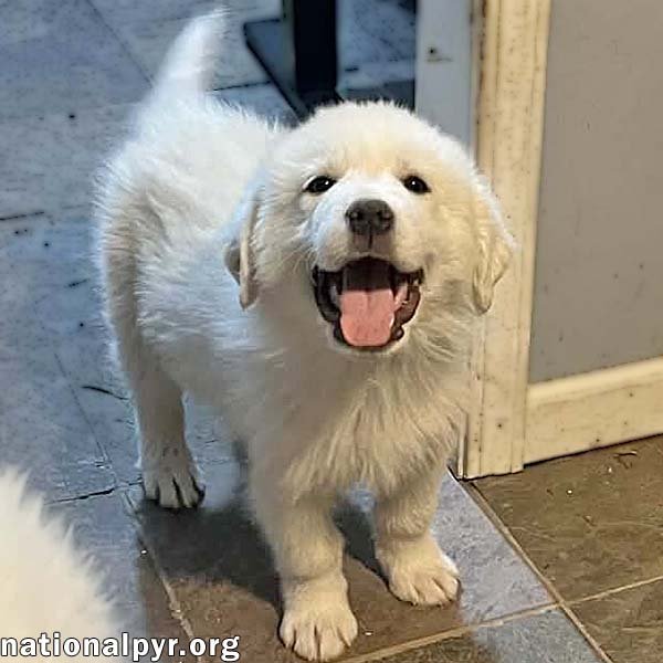 SAMUEL IN OH - QUIETLY CURIOUS & FUN-LOVING! - Great Pyrenees available for adoption