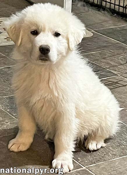 SAMUEL IN OH - QUIETLY CURIOUS & FUN-LOVING! - Great Pyrenees available for adoption