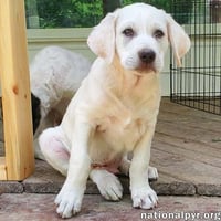 Onion in KY - Laid-back & Easy-going Pup! - Photo 1