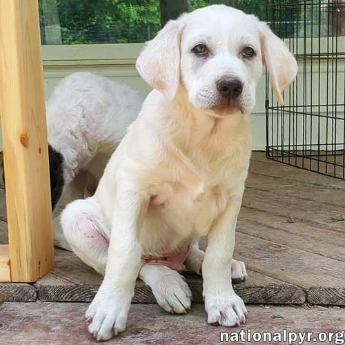ONION IN KY - LAID-BACK & EASY-GOING PUP! - Great Pyrenees / Border Collie available for adoption
