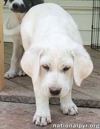 Onion in KY - Laid-back & Easy-going Pup! - Photo 2
