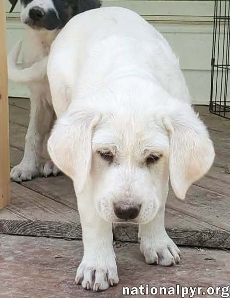 ONION IN KY - LAID-BACK & EASY-GOING PUP! - Great Pyrenees / Border Collie available for adoption